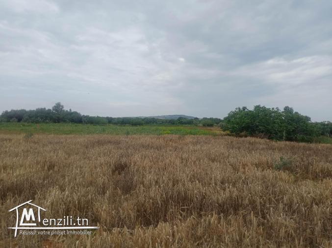 un terrain à kélibia hammam el ghezzaz
