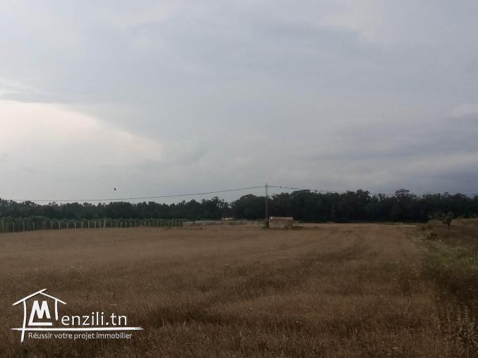 terrain agricole a dar allouche