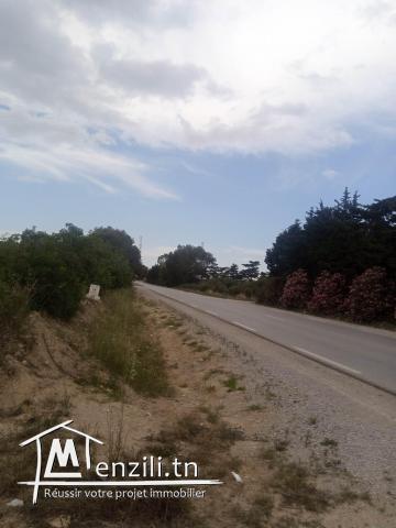 terrain agricole a dar allouche