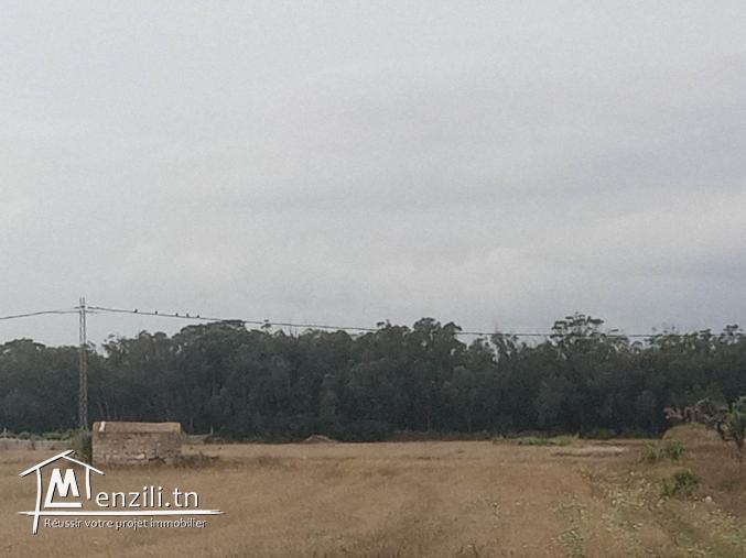 terrain agricole a dar allouche