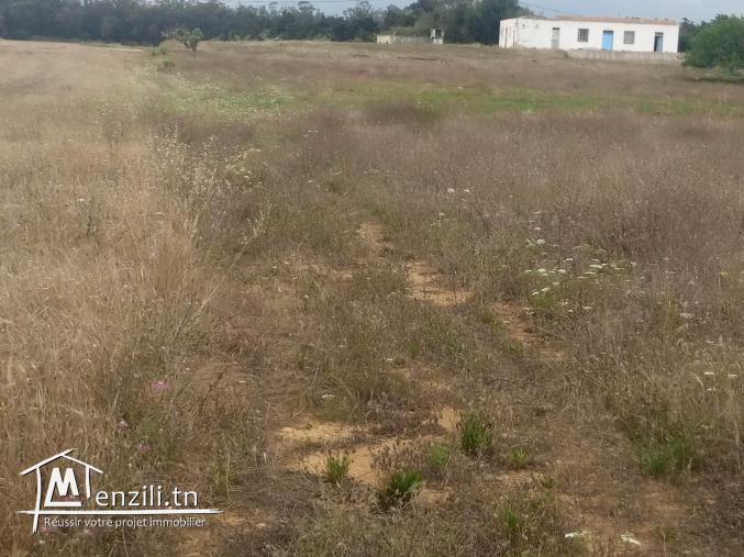 terrain agricole a dar allouche