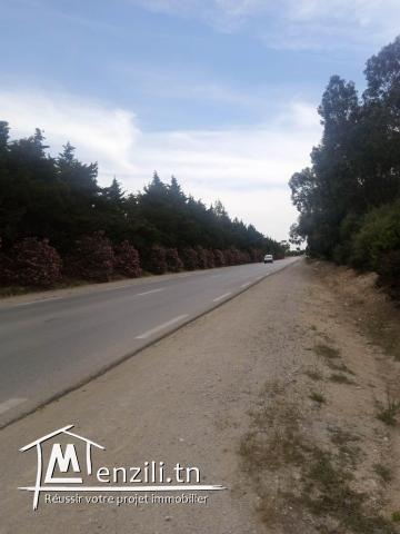 terrain agricole a dar allouche