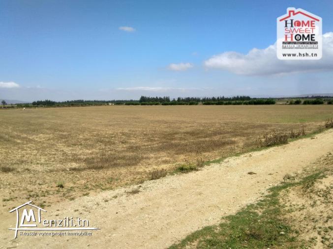 Terrain Agricole Rihane à Vendre à Cherfech, Sidi Thabet