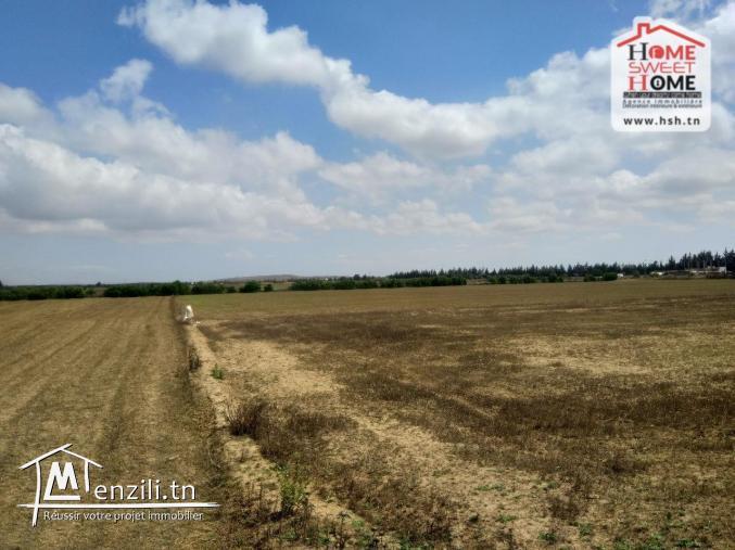 Terrain Agricole Rihane à Vendre à Cherfech, Sidi Thabet