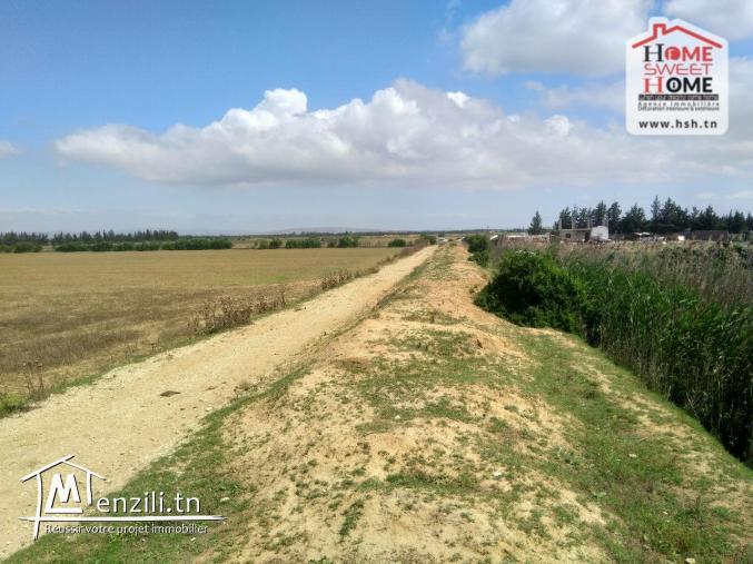 Terrain Agricole Rihane à Vendre à Cherfech, Sidi Thabet