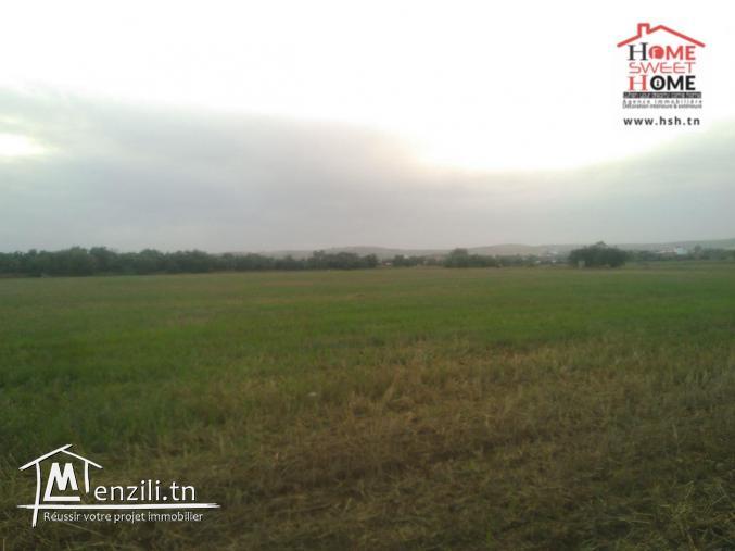 Terrain Agricole Orkida à Vendre à Tébourba