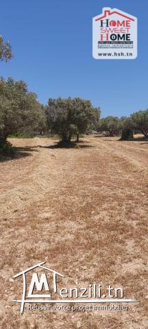 Terrain Agricole Anhar à Vendre à Bizerte