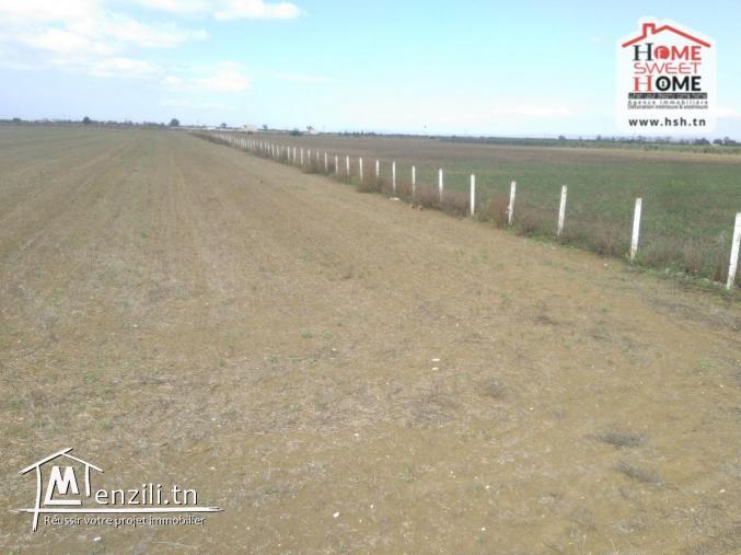Terrain Agricole Jannet à Vendre à Cherfech, Sidi Thabet