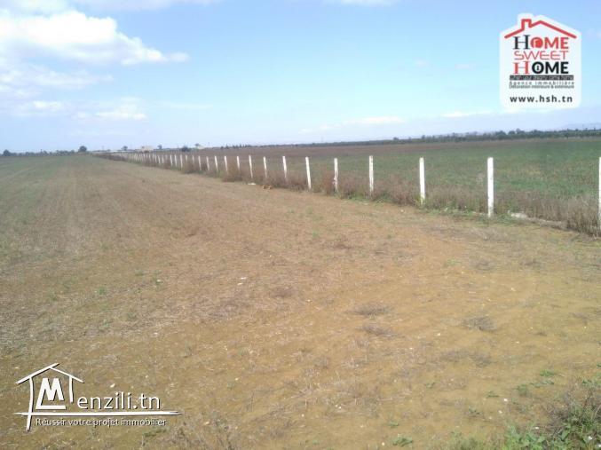 Terrain Agricole Jannet à Vendre à Cherfech, Sidi Thabet