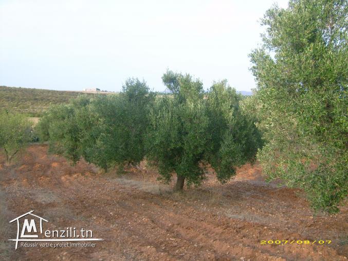 vends terrain agricole