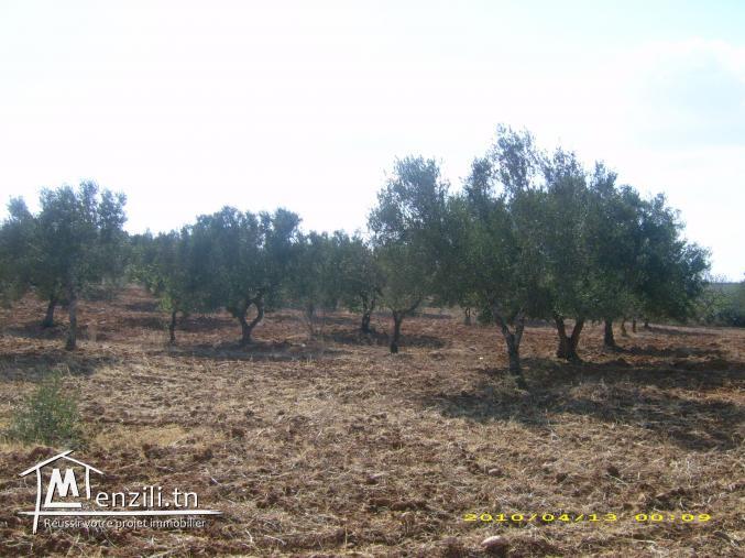 vends terrain agricole