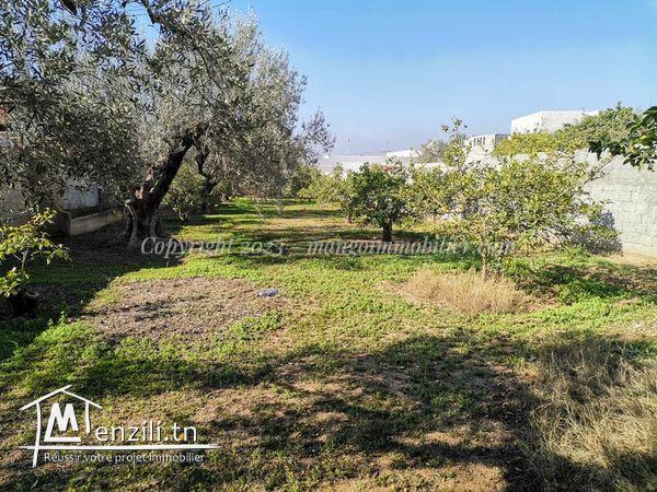 Terrain Ksar Ezit Hammamet VT2267