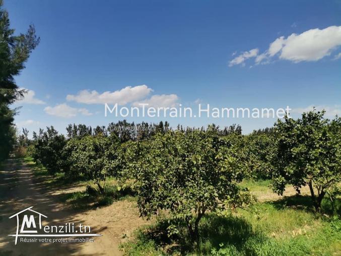 Terrain agricole Beni Wayel Hammamet VT2280
