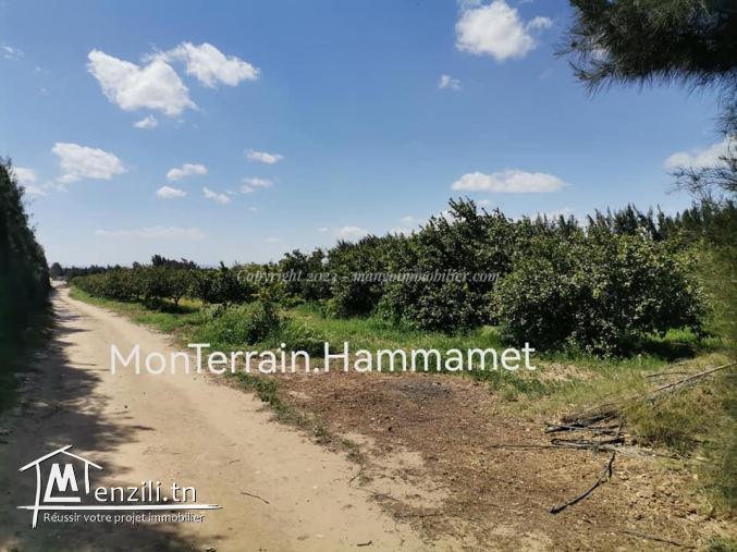 Terrain agricole Beni Wayel Hammamet VT2280