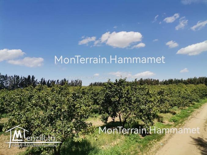 Terrain agricole Beni Wayel Hammamet VT2280