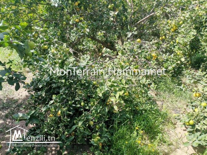 Terrain agricole Beni Wayel Hammamet VT2280