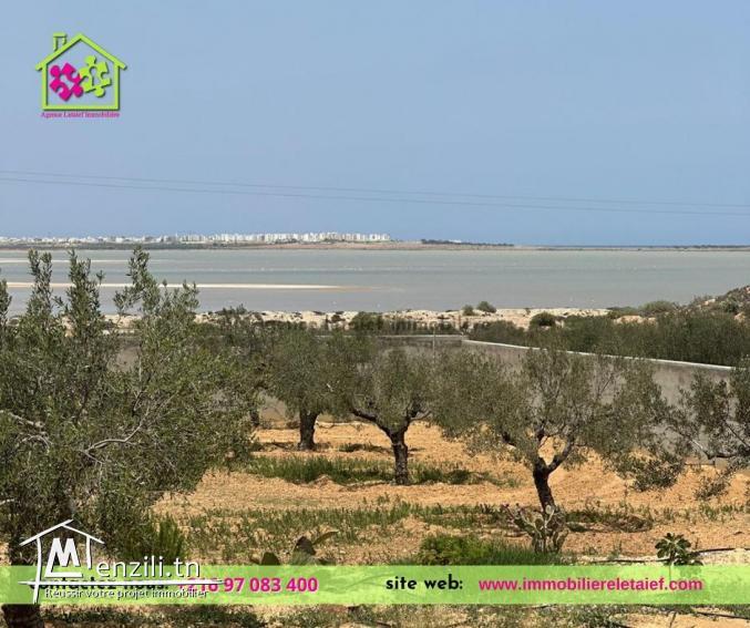 Terrainde5000m²a Foukaia ChattMeriem