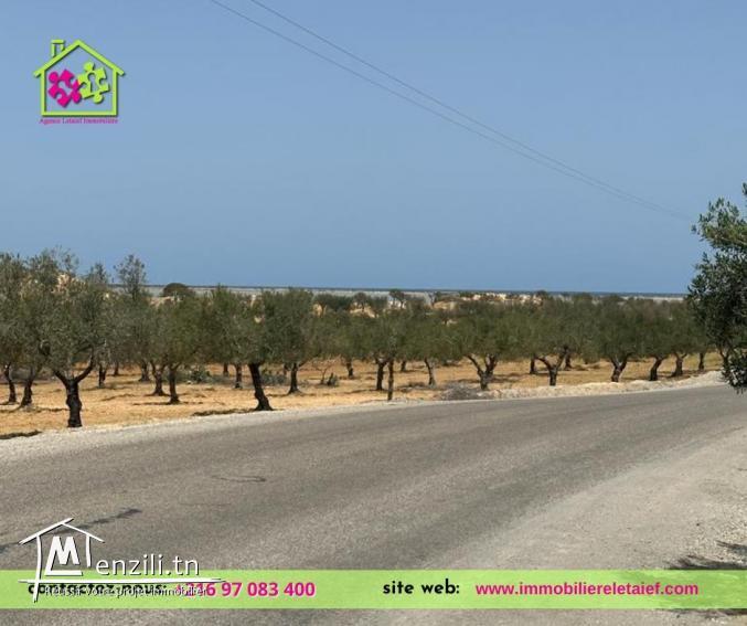 Terrainde5000m²a Foukaia ChattMeriem