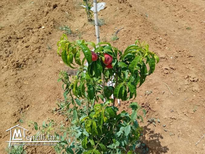 Terrain a vendre de 1384 m2 à Mohamdia