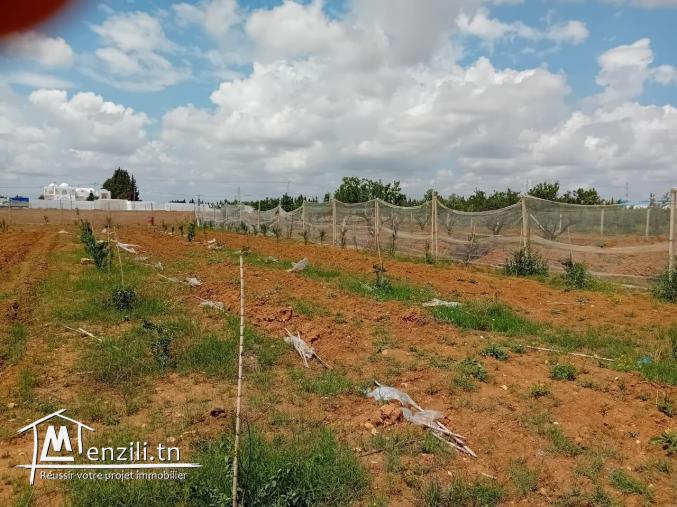 Terrain a vendre de 1384 m2 à Mohamdia