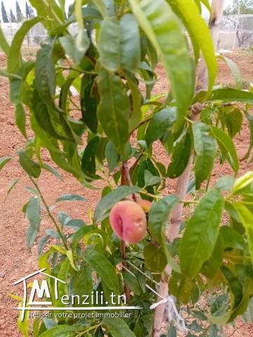 Terrain a vendre de 1384 m2 à Mohamdia