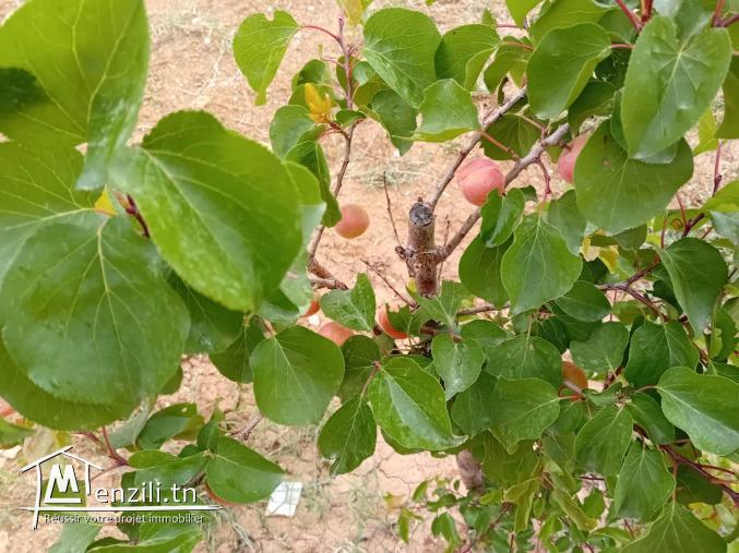 Terrain a vendre de 1384 m2 à Mohamdia