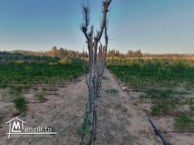 سانية للبيع مزروعة برتقال