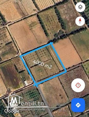 سانية للبيع مزروعة برتقال