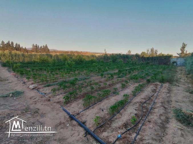 سانية للبيع مزروعة برتقال