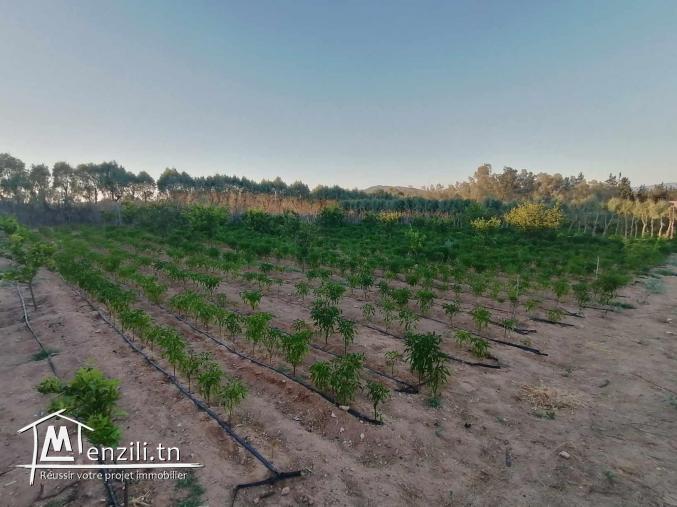 سانية للبيع مزروعة برتقال