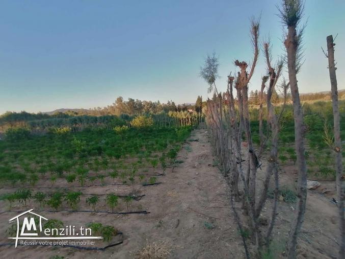 سانية للبيع مزروعة برتقال