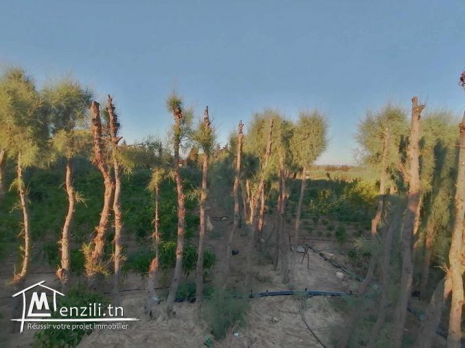 سانية للبيع مزروعة برتقال