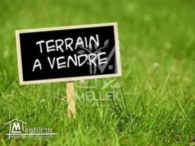 terrain à afh mrezgua nabeul
