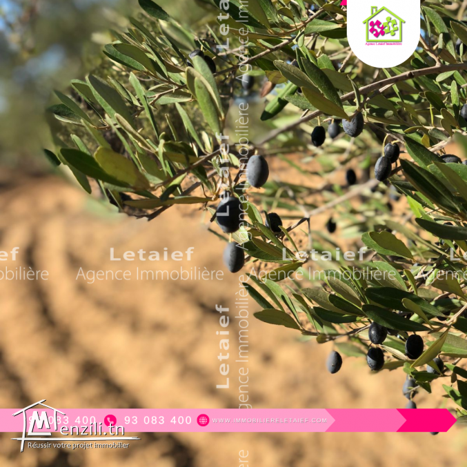 Terrain de belle Vue a Foukaia ChattMeriem