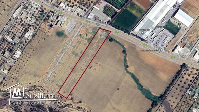 Terrain d’un hectare à Hammamet sud : Investissement à court terme/bâtir une maison.