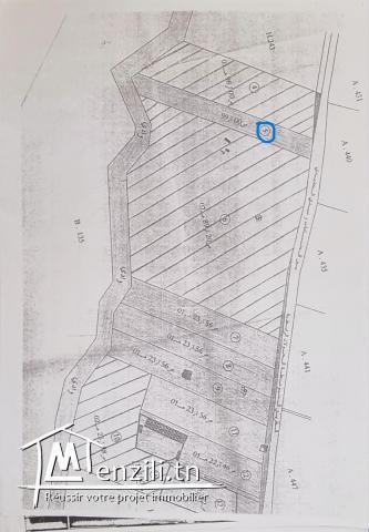 Terrain d’un hectare à Hammamet sud : Investissement à court terme/bâtir une maison.