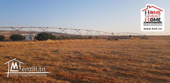 Ferme Safia à Vendre à Kef