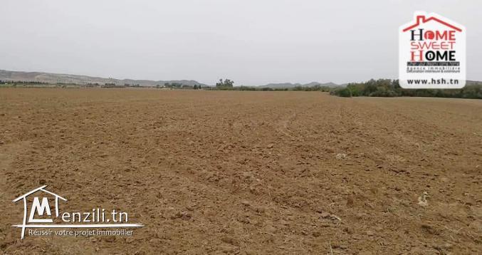 Terrain Agricole à Vendre à Siliana