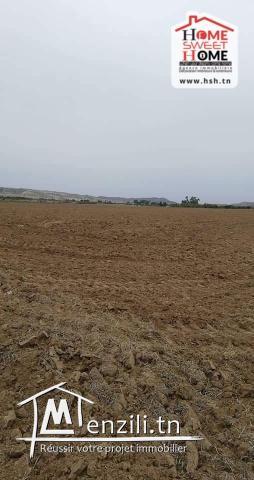 Terrain Agricole à Vendre à Siliana