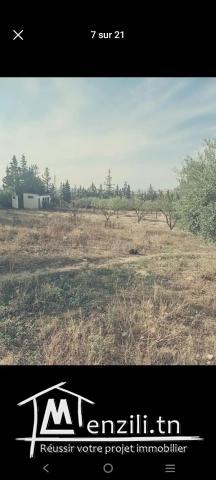 Ferme mornaguia /22920475