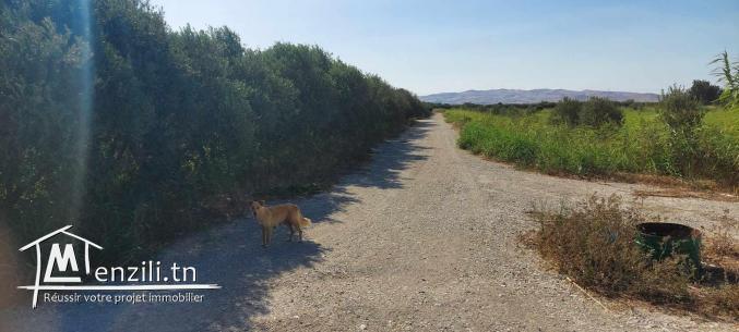 8 titres de 1 hectare sur route principale Utique