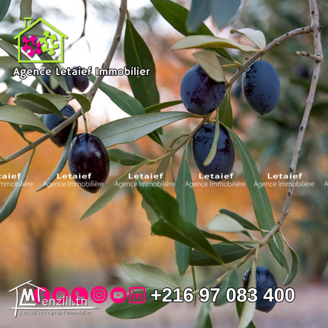 Terrain Agricole de 500 m2 a Foukaia Chott meriem