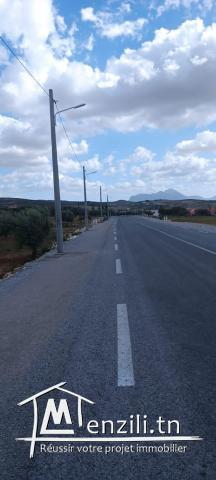 Terrain agricole 8000m² à Ain Safsaf