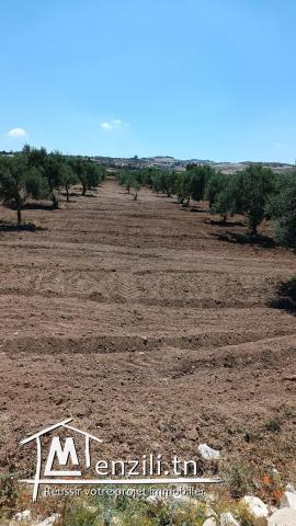 Terrain agricole 8000m² à Ain Safsaf
