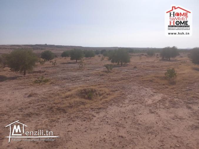 Terrain Agricole Majel Bel Abes à Vendre à Kesserine