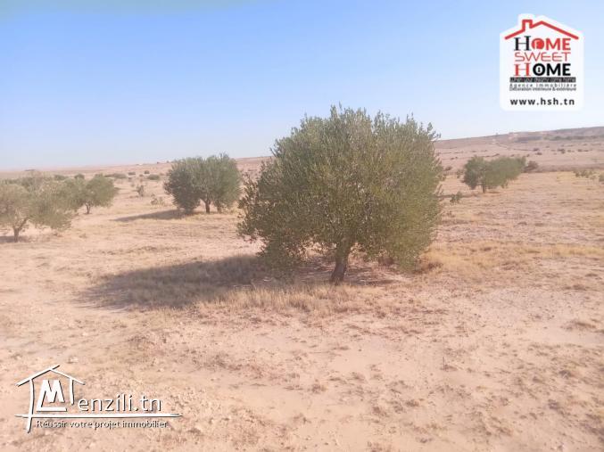 Terrain Agricole Majel Bel Abes à Vendre à Kesserine