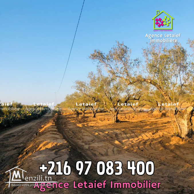 Terrain Agricole de 1300 m2 a Foukaia Chott meriem