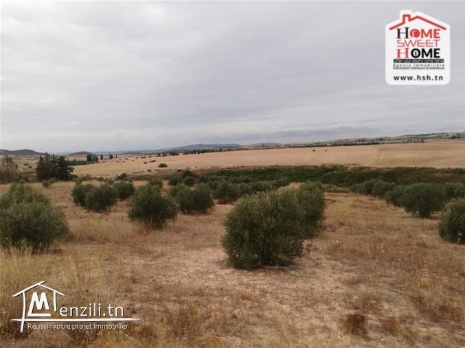 Terrain Agricole Jbeli à Vendre à Kef