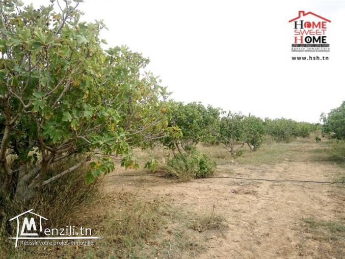 Terrain Agricole Jbeli à Vendre à Kef