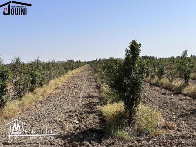 Ferme Productive 15 Hectares A Tebourba